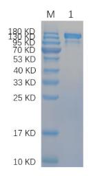 SDS-PAGE (MADCAM1-3983H).jpg